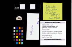 Foto (Objekt + Etikett) von Pithonoton marginatum (Meyer, 1842)  (NHMW-GEO-1990-0041-2716)